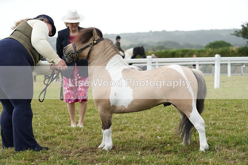 DSC04598 - Class 46: NPS Shetland Youngstock