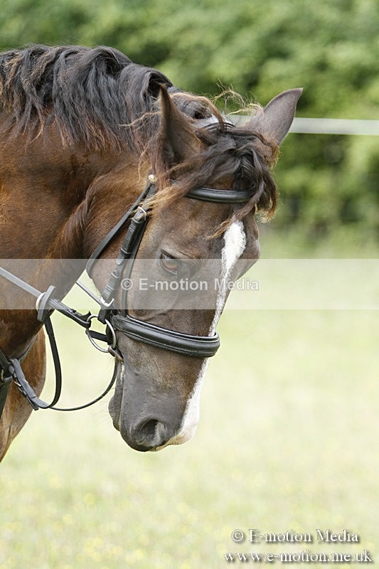 BVR160717-380 - Ring 3 BVRC Show 16/07/17