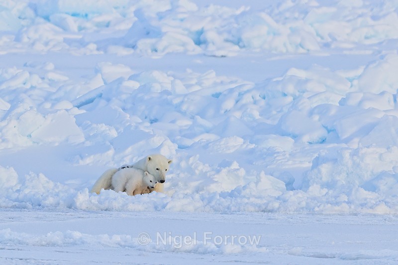Polar Bear family on pack ice, Svalbard - Polar Bear