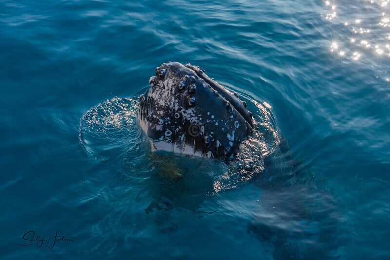 Spy Hop5 _16A7990 - Humpback Whales