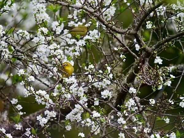 Cape White Eye Enjoying The Blossom - NEW GALLERY AS A SOUTH AFRICAN RESIDENT