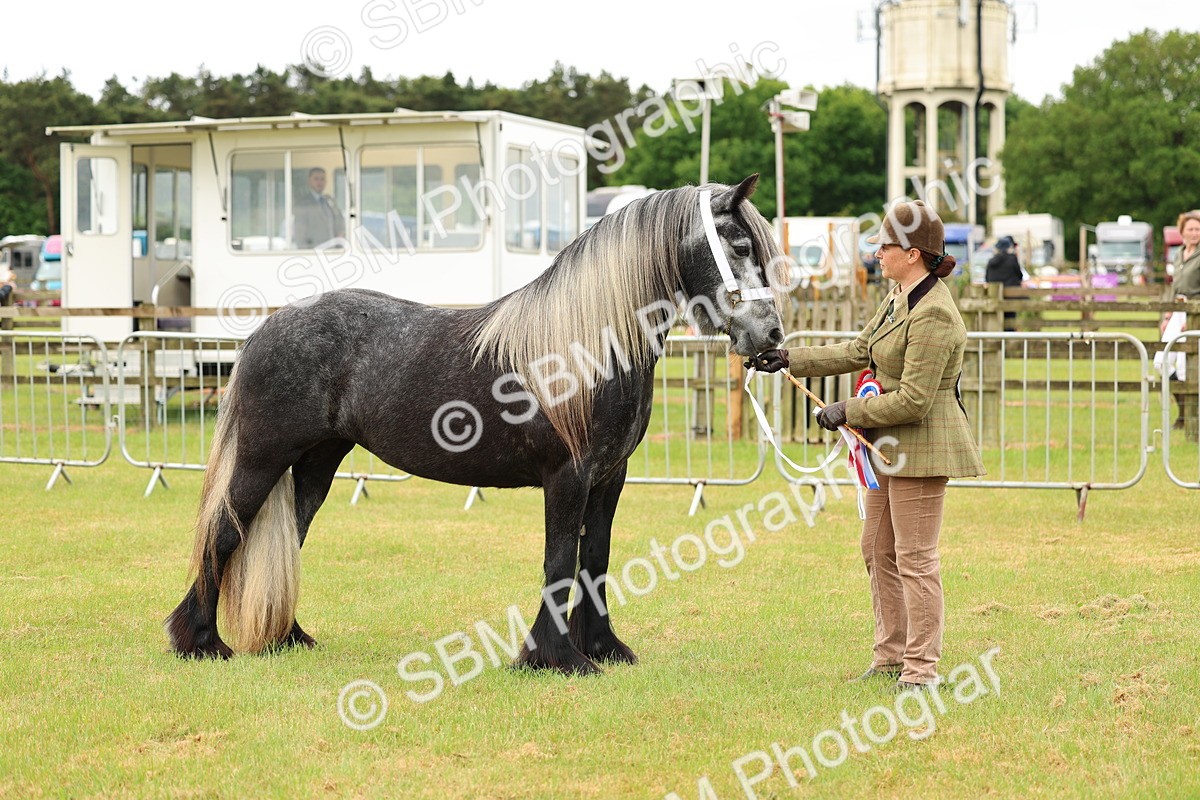 SBM_00626 - Class 58-67 - M&M Non Welsh Pony In hand