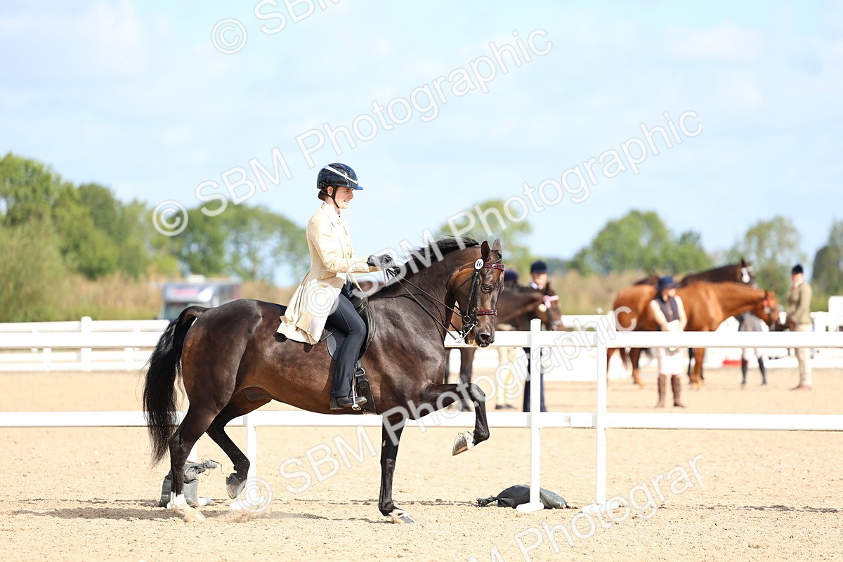 SBM_10906 - Class 305 - Ridden Foreign Breeds - Pure Bred
