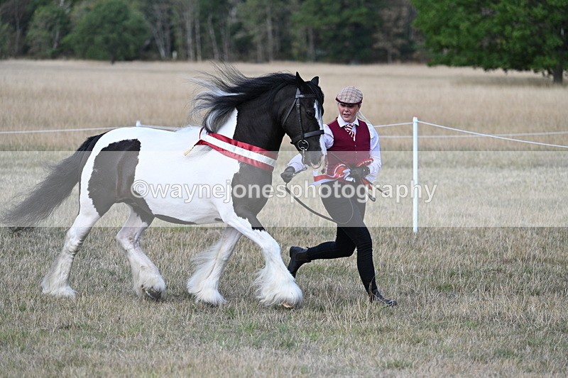 WJ7_8440 - In-hand Championship