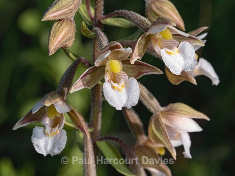 Marsh Helleborine (Epipactis palustris) - Wild Orchids 2020