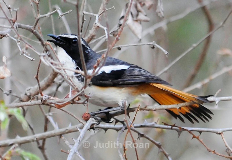 White-throated Robin-Chat - South Africa Birds and Mammals