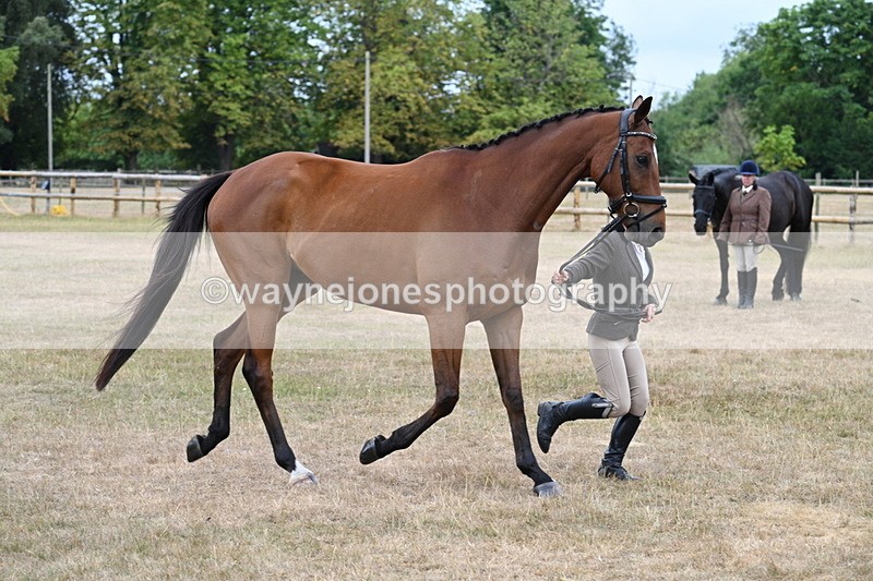 WJ7_0003 - Class 5a Most Handsome Gelding (above 14.2hh)
