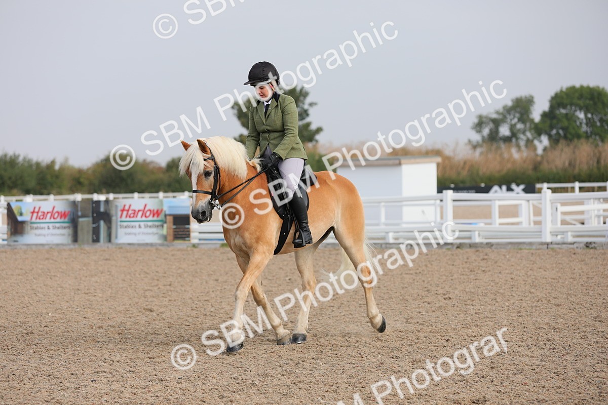 SBM_10696 - Class 303 Ridden Pure Bred Horse/Pony (excl M&M)