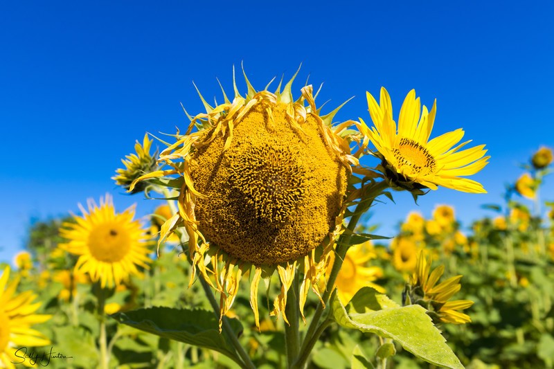 Sunflower Group 4