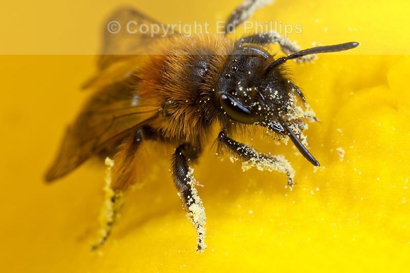 Andrena bicolor (f)