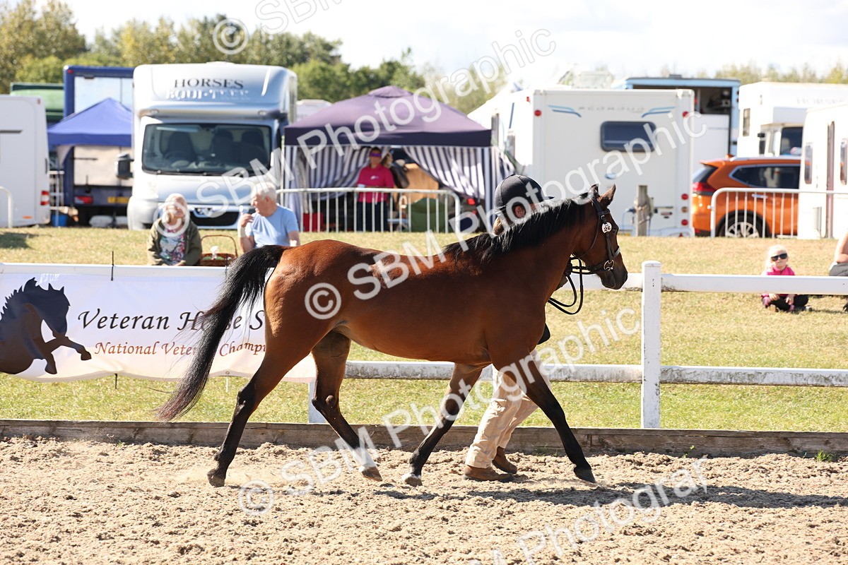 SBM_13889 - Class 205 - IH Show Pony - Show Hunter Pony