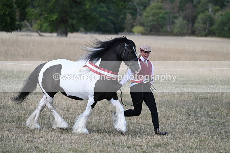 WJ7_8434 - In-hand Championship