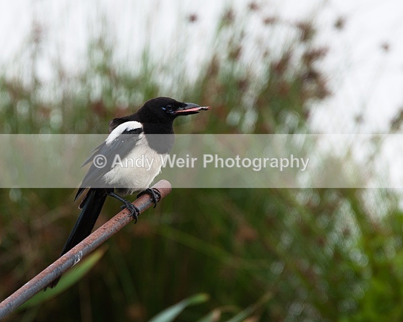 20080802-008 - Corvids