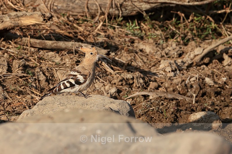 Eurasian Hoopoe, Panna, Madhya Pradesh, India - Eurasian Hoopoe