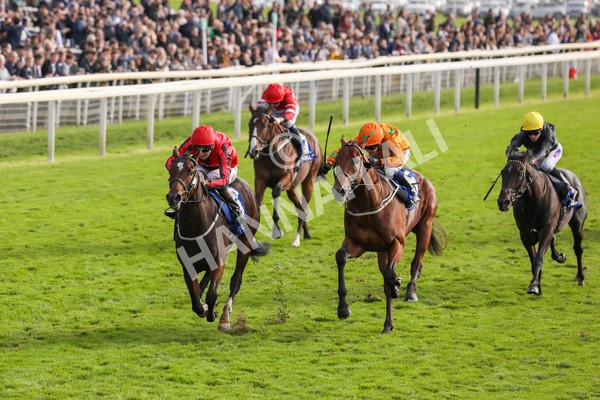 141023-Race 4-Colorada Dancer-0462 - Race 4 3.05pm Coral Racing Club EBF Maiden Stakes