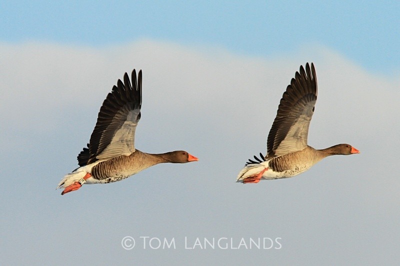 Greylag Geese - Swans and Geese