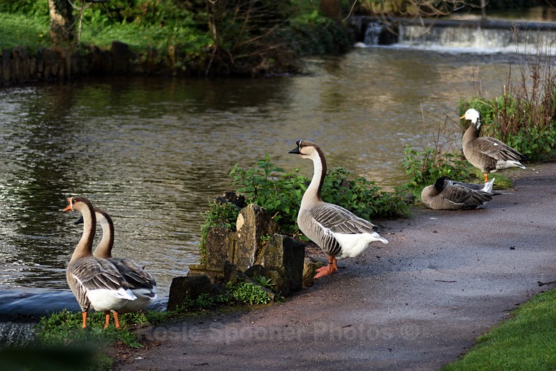 Gueese at Dawlish - Dawlish (mainly black swans)