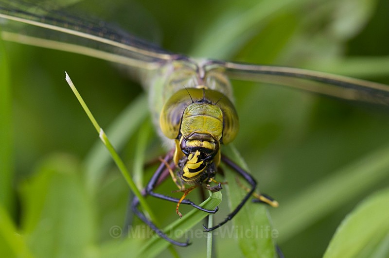 DRAGONFLY EATING WASP - DRAGONFLY & DAMSELFLY GALLERY