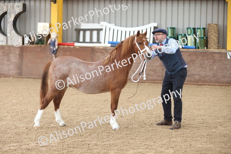 20251109-0504 - Class 18 - Yearling, Colt, Filly or Gelding