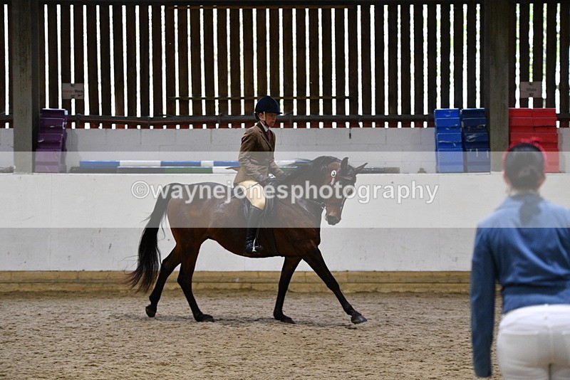 WJ5_8956 - Class 15 Ridden Show Horse