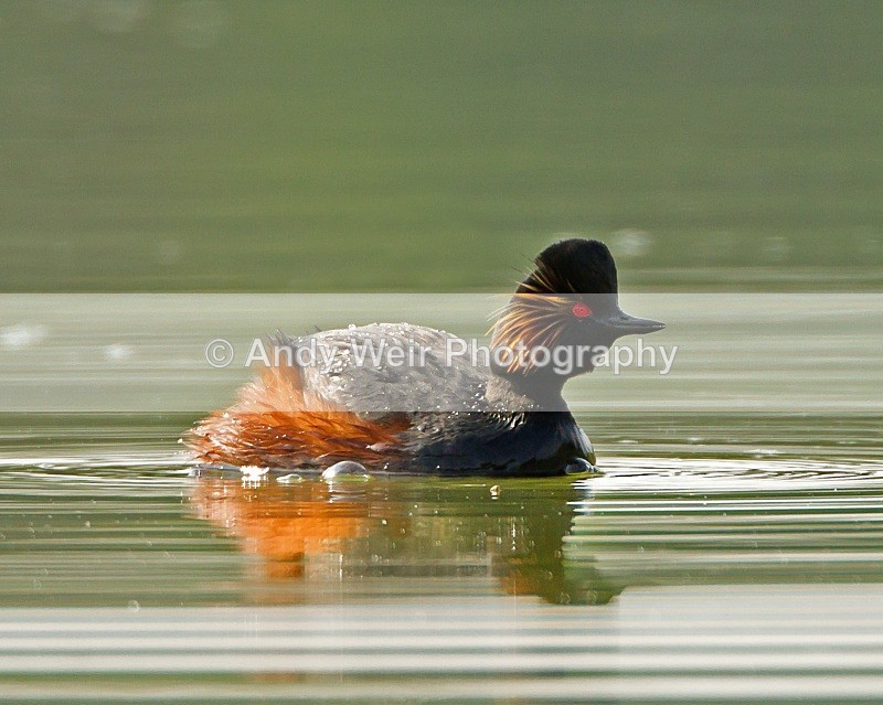 20110416-IMG_3398-143 - Black-necked Grebe