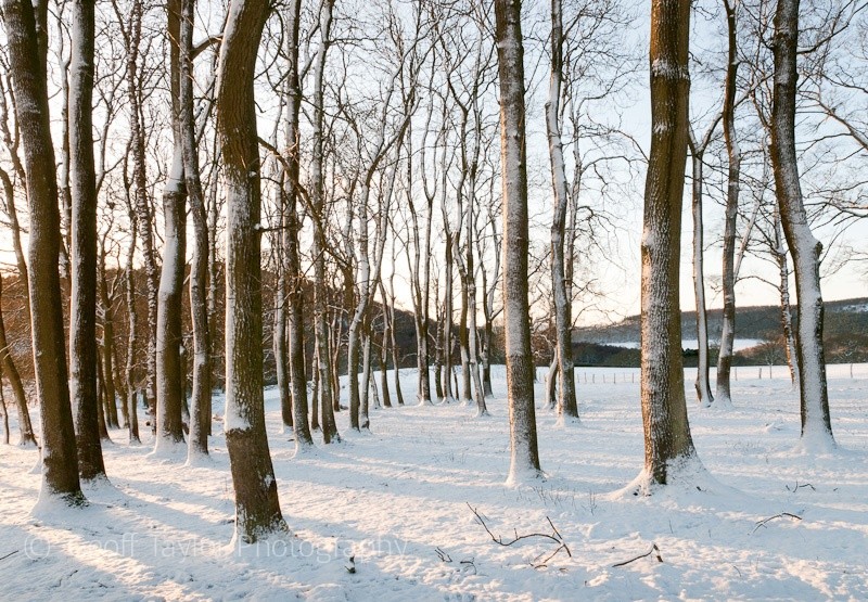 Springfield Coppice 1 - Wenlock Edge