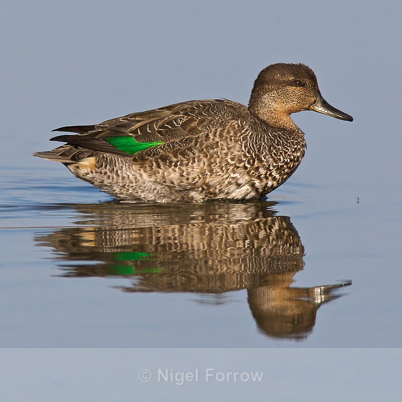 Teal (female) reflection - Teal