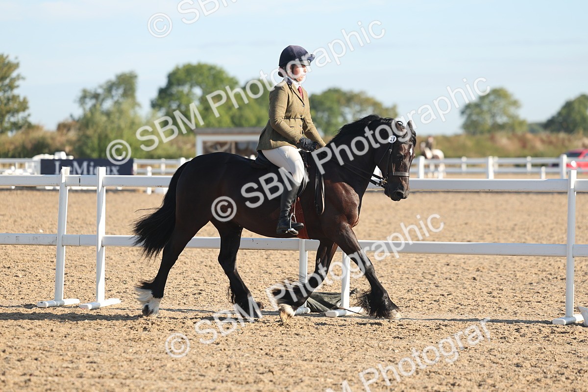 SBM_10959 - Class 302 - Ridden M&M Large Breeds