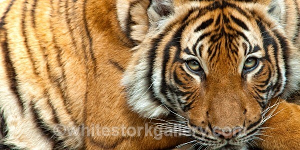 Siberian Tiger - Wildlife and Animals