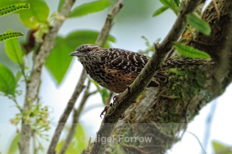 Band-backed Wren perched on a branch, Costa Rica - Band-backed Wren