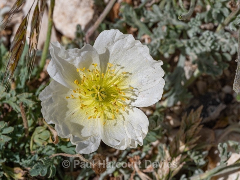 Alpine poppy (Papaver alpina ) - Gargano - Wild Flowers