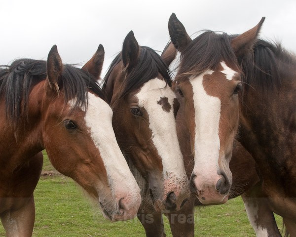 4 - Clydesdales