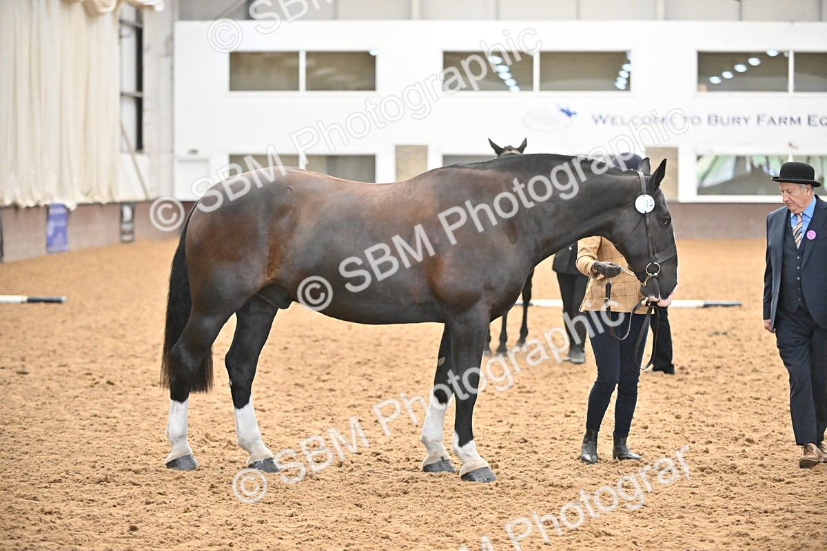 SBM_000755 - Class 16 - In Hand Showing Supreme Championships