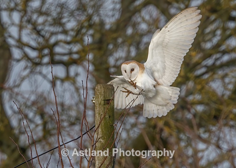 Astland Photography, Bird and Wildlife Images, Susan and Peter Wilson, U.K.