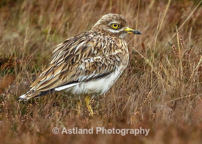 Astland Photography, Bird and Wildlife Images, Susan and Peter Wilson, U.K.