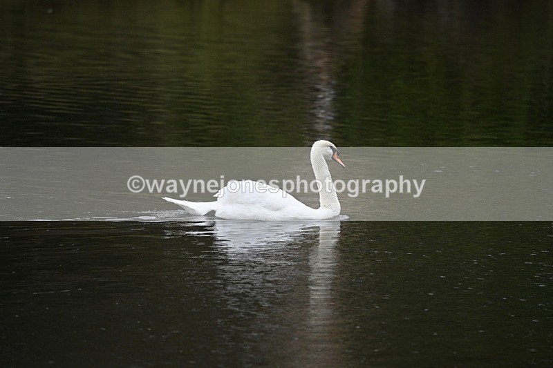 WJ7_6607 - Time at Water 09:30 to 10:00