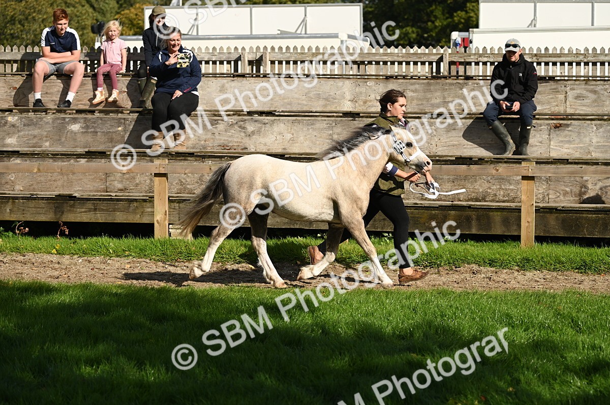 SBM_24981 - S5 - Novice & Newcomer In hand