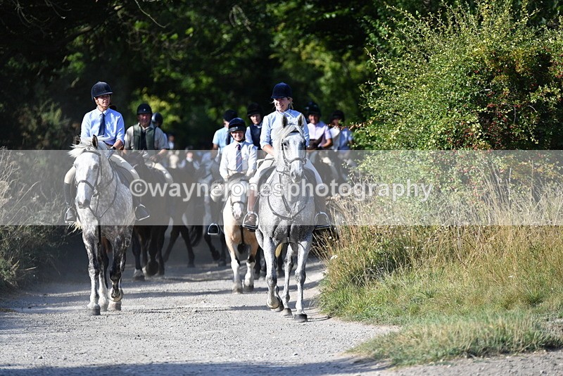 WJ5_4874 - Walk out with the hounds
