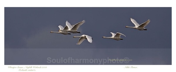 Whooper Swans - Wildlife Wildlife