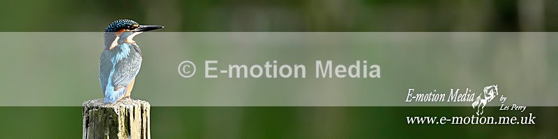 Kingfisher 280813 15 - Nature