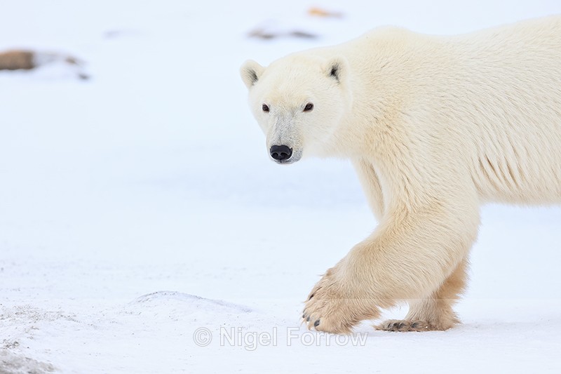 Polar Bear one paw forward close view, Churchill, Canada - Polar Bear