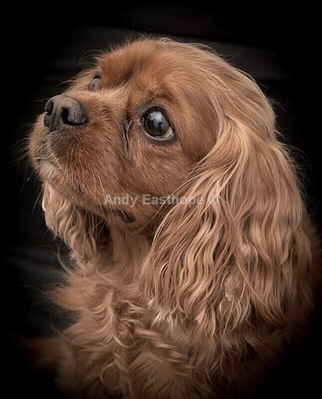 20220502_091819 - Tommy the King Charles