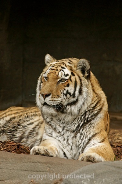 Amur Tiger being curious (Hagenbeck Zoo) - Tigers