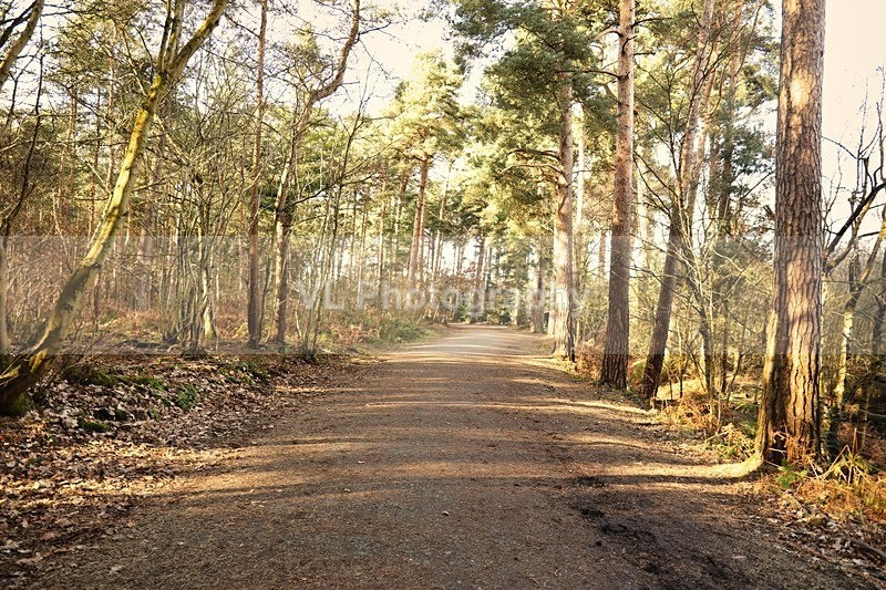 Trees - Plants and Trees