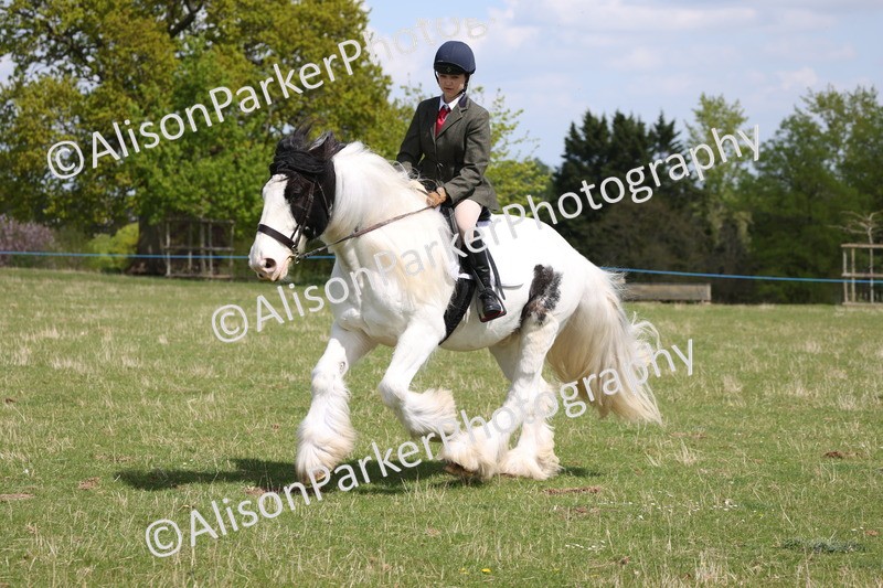 20250427-4077 - Class 34 - Best Riding Horse Over 14.2hh