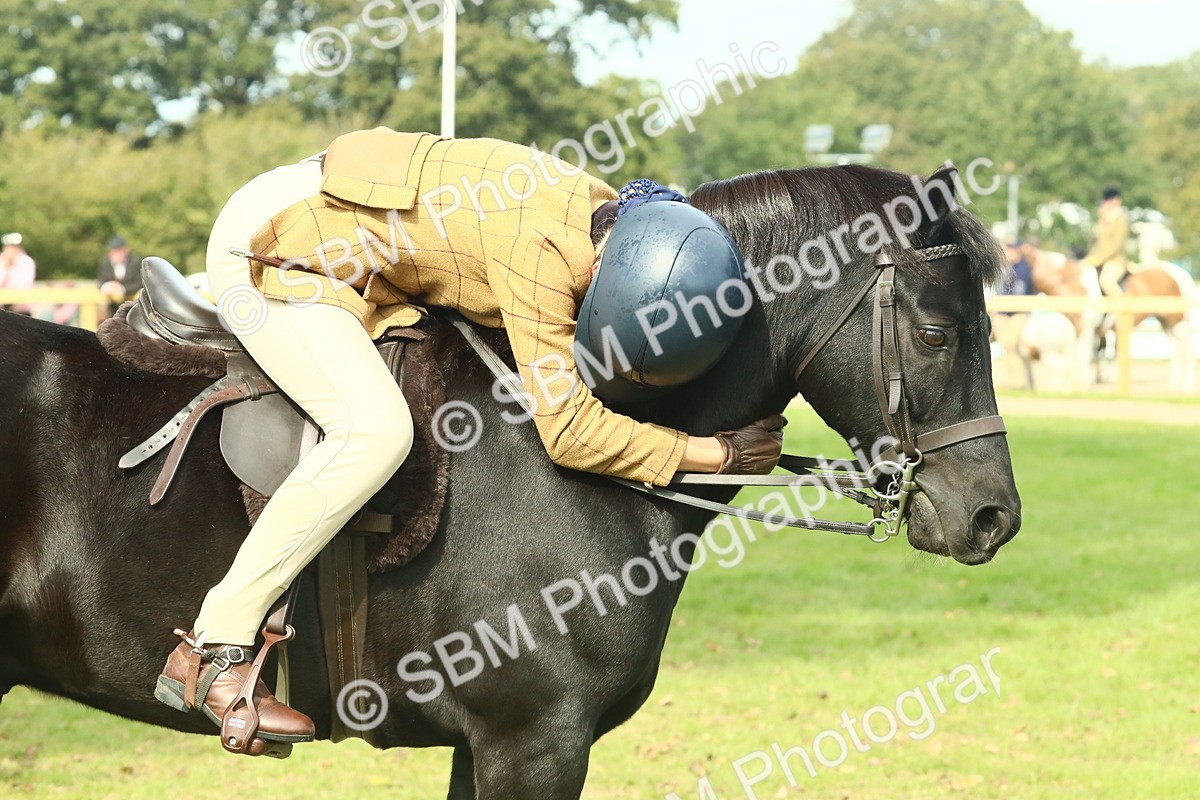 SBM_66722 - S34 - Rehabilitated Rescue Horse & Pony In Hand & Ridden