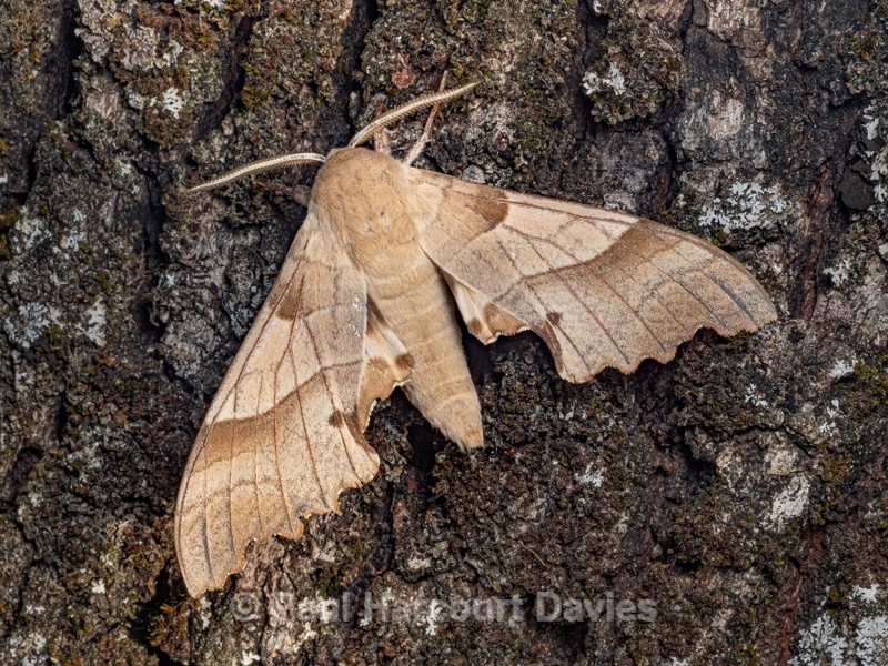 The oak hawk (Marumba quercus  - Insects, Spiders and other Animals