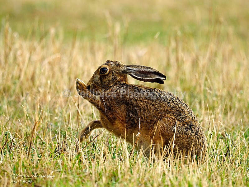  - Wildlife and Nature