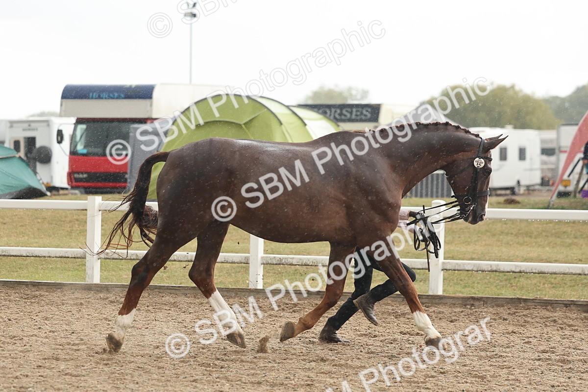 SBM_07724 - Class 27 - IH Competition Horse/Pony