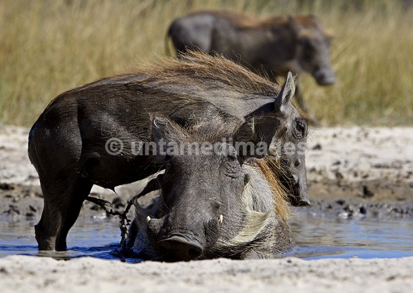 Warthog - Botswana